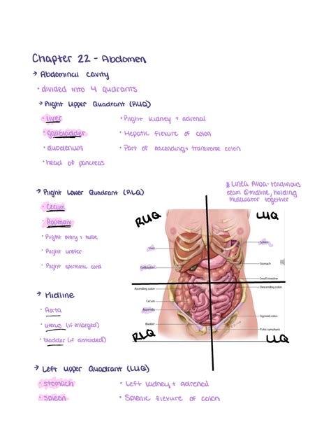Ch.22 Abdomen study guide - Chapter 22 Abdomen Abdominal cavity divided