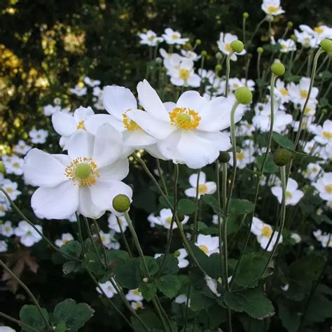 Anemone X Hybrida Honorine Jobert 3l Cowells Garden Centre