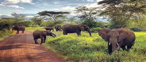 Wonderful Safari In Mikumi National Park Touroogle