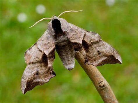 Moth Anatomy Wildlife Insight