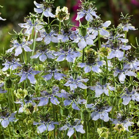 Nigella Sativa Flower