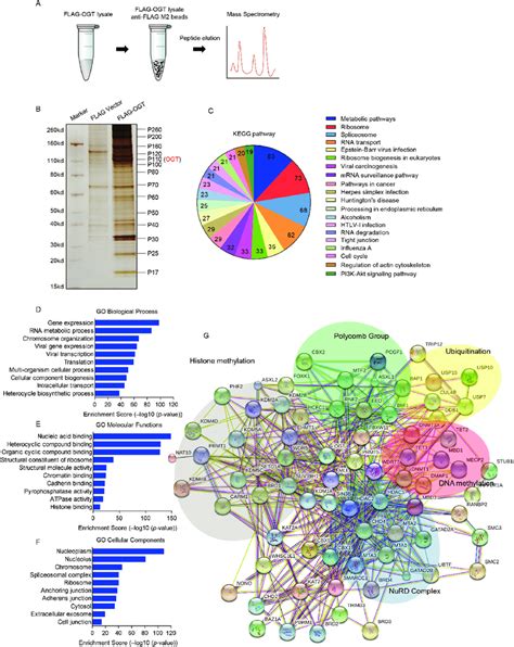 Proteomic Analysis Of The Ogt Interactomes A The Affinity