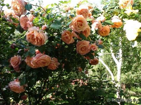 Роза Плетистая Барок Фото И Описание – Telegraph