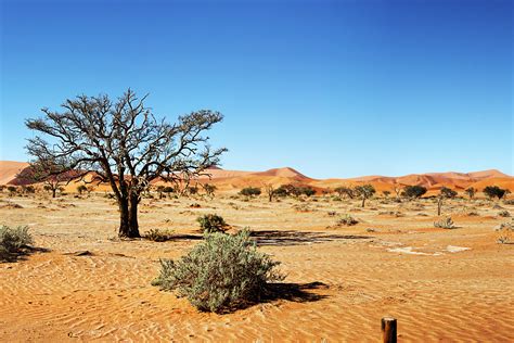 Fotos gratis paisaje árbol naturaleza desierto pradera Desierto