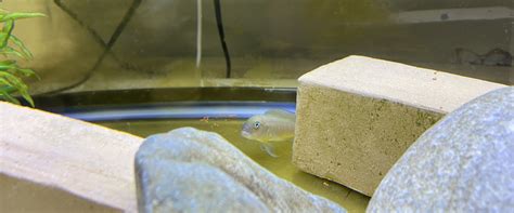 Dominant Male T Temporalis Shell The Cichlid Stage