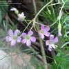 Oxalis Species, Violet Wood Sorrel Oxalis violacea