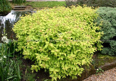 Спирея японская 'Голден Принцесс' - Лиственные деревья и кустарники ...