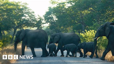 Zimbabwes Dilemma Over Deadly Elephant Attacks