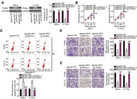 PAK4 Reintroduction Abrogates The Tumor Suppressive Actions Of MiR 485