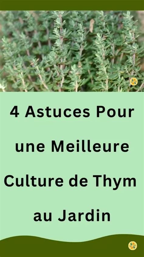 Cultivez Le Thym Dans Votre Jardin En Suivant Ces 4 Conseils