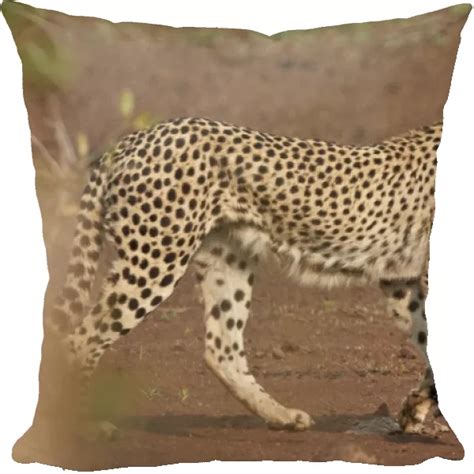 Cushion Of Cheetah Acinonyx Jubatus Mother And Cub