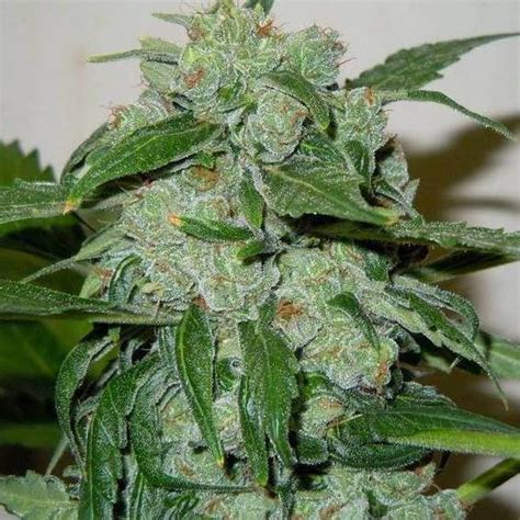 Chronic Ryder Auto Cannabis Seeds By Doctors Choice Seeds