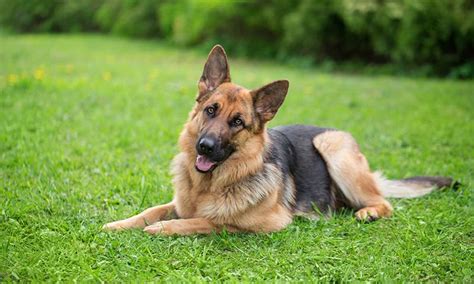 Qu Razas De Perro Son Las Mejores Si Tienes Ni Os En Casa Foto