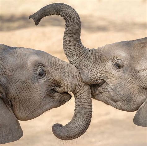 Pin On Critters Elephant Elephant Love Elephant Photography