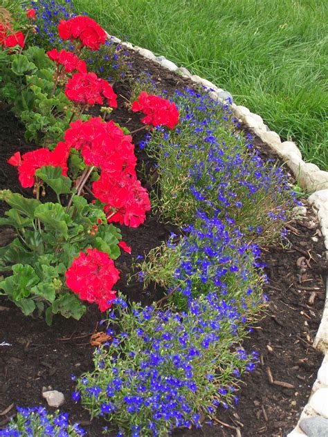 Front Yard Garden with Red Geraniums & Blue Lobelia