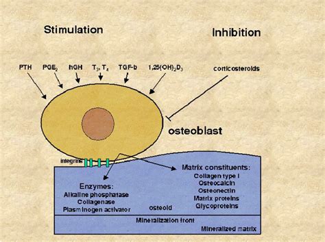 Osteoblast Activation Through Stimulators The Osteoblasts Produce