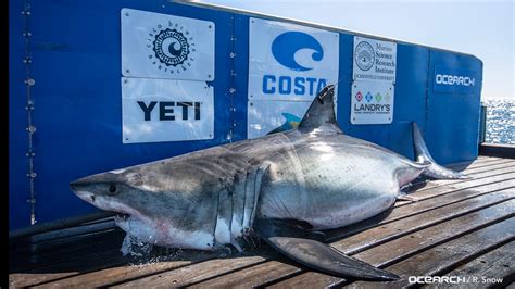 Great White Shark Pings Off Sarasota Coast