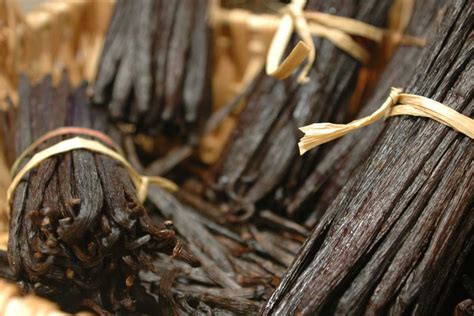 Vanilla Beans In Bulk Purchase Quality Gourmet Indonesia Vanilla Beans