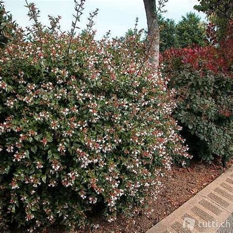 Piante Di Abelia Grandiflora Im Kanton Tessin Tutti Ch