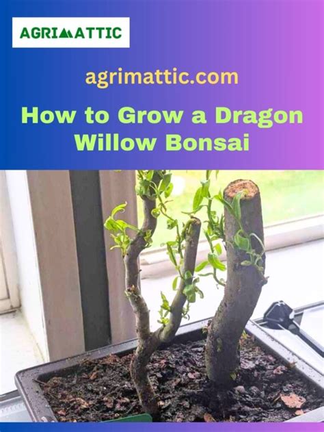 How To Grow Dragon Willow Bonsai Agrimattic