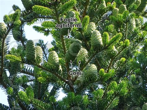 Abies Koreana Abete Della Corea Strobilo Strobili Abies Koreana