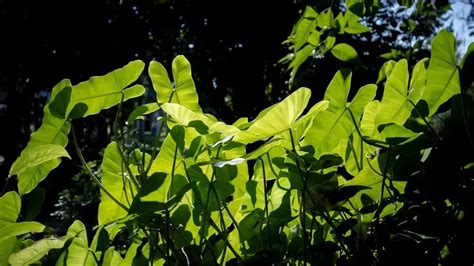 photosynthesis factswebp