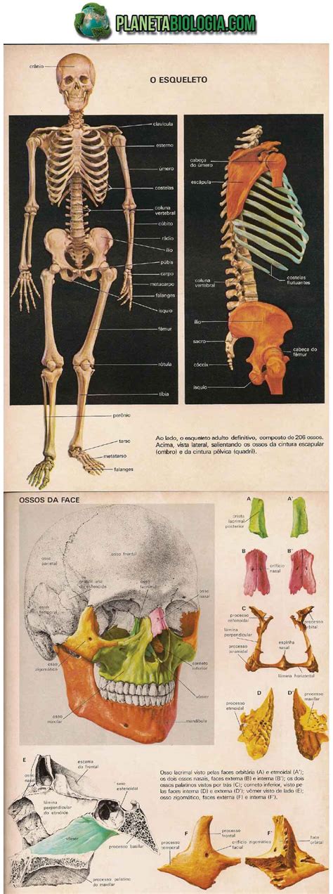 Atlas De Anatomia Humana Sistema Esquelético Planeta Biologia