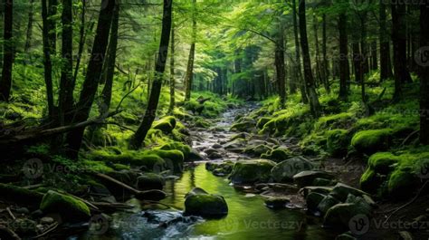 Peaceful forest oasis with clear stream surrounded by lush greenery ...