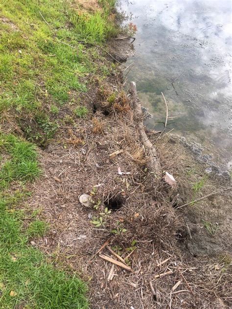 Muskrat Pond Damage Avoiding Damage And Costly Repairs — Dragonfly