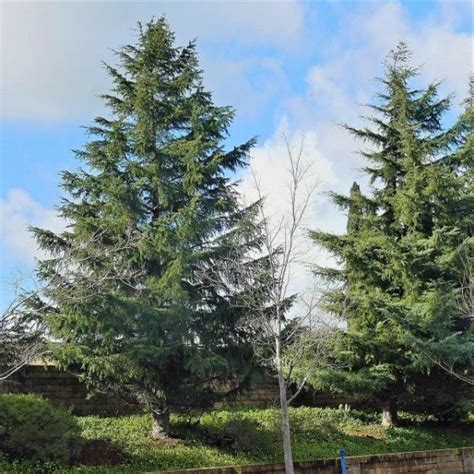 Deodar-Cedar-Tree | Landscape Design & Services