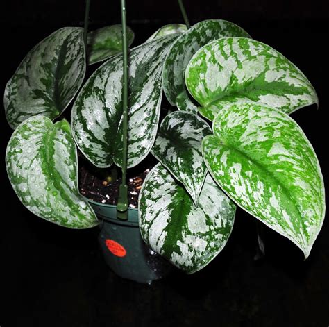 Silver Satin Pothos Scindapsus Pictus Scindapsus Rictus Trebi Also Known As Satin Pothos