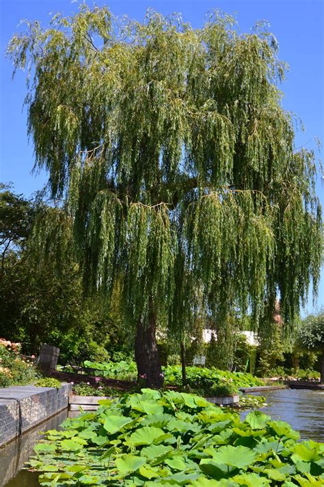 Golden Weeping Willow Un Arbre Pour Mon Quartier