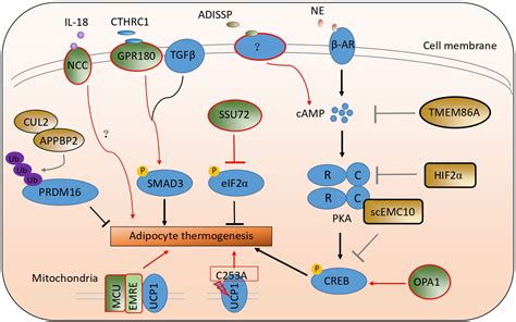 Frontiers Latest Advances In The Regulatory Genes Of Adipocyte