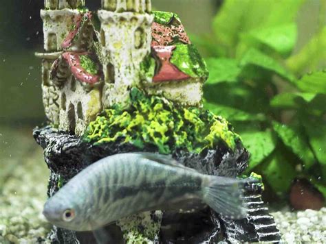 Comment Faire Un Bon Aquarium Choisir Son Aquarium