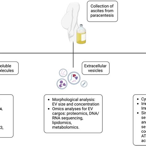 Molecular Characterization Of Malignant Ascites In Pdac Download