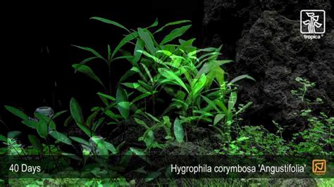 Hygrophila Costata Angustifolia Youtube