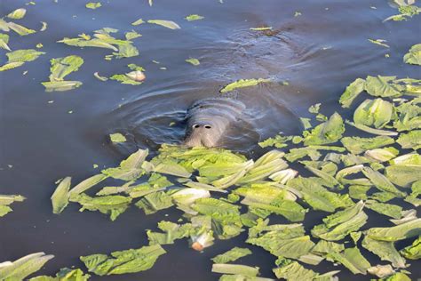 Manatee feeding effort ends - The Wildlife Society