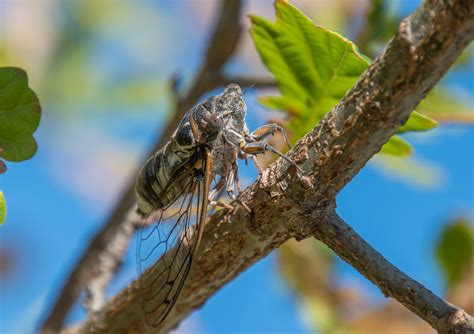 Cigale Cicada Vlad Mandyev Flickr