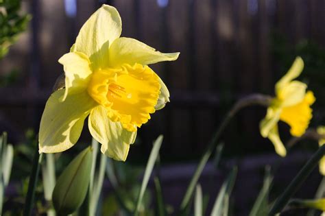 Daffodil Flower Yellow Free Photo On Pixabay Pixabay