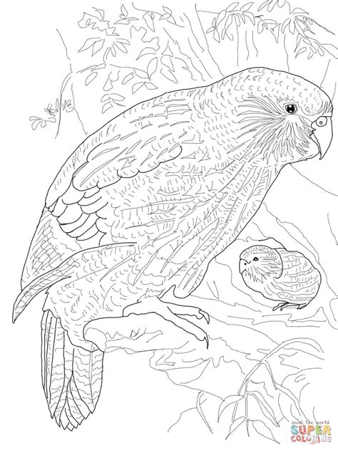 Kakapo Parrot coloring page | Free Printable Coloring Pages