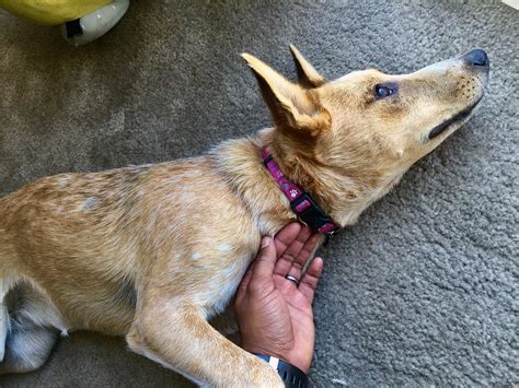 My dog, Luna : r/AustralianCattleDog