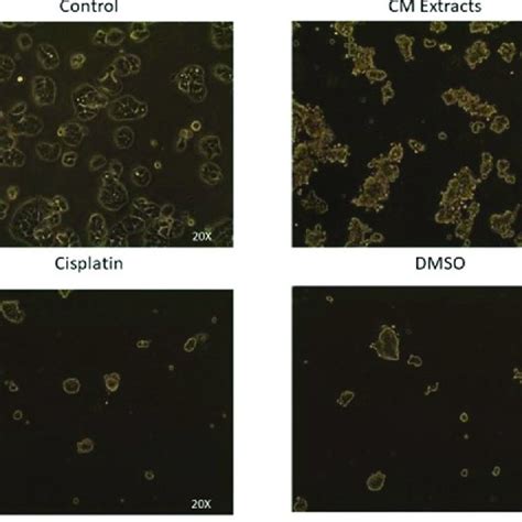 Morphological changes of HT-29 cancer cell. Cells are imaged by ... 
