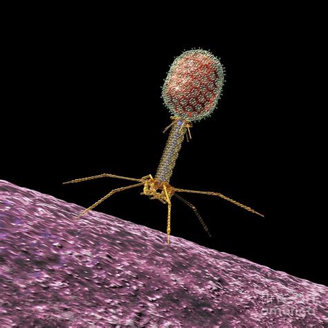 Bacteriophage T4, Artwork Photograph by Russell Kightley 