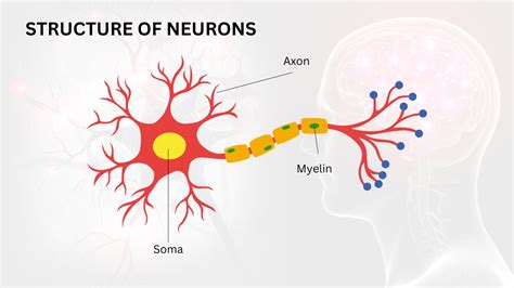 Functioning Brain And Neurons (2025) - Formal Psychology