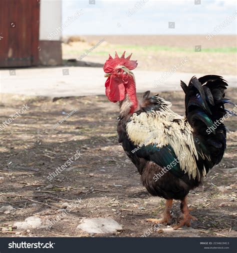 Autochthonous Banat Naked Neck Rooster Walking Stock Photo Shutterstock