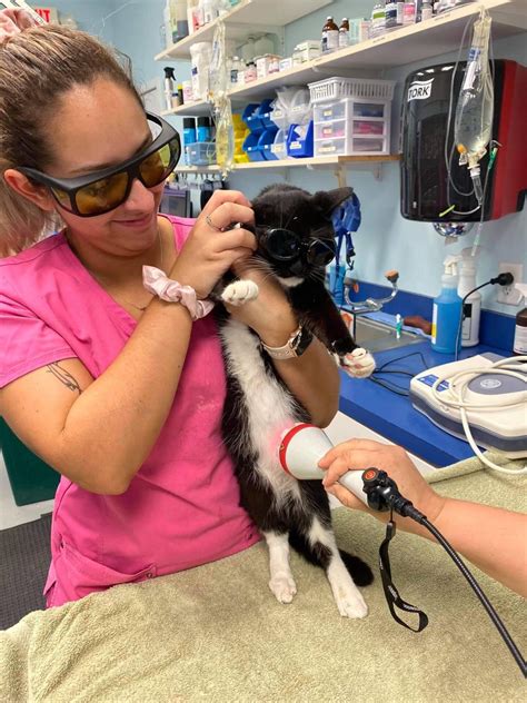 Cold Laser Therapy With A Cat Advanced Animal Care Of Mt Pleasant