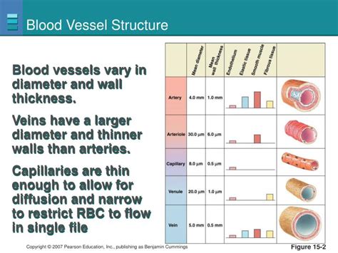 Ppt Blood Flow And The Control Of Blood Pressure Powerpoint