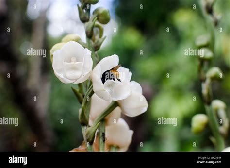 Peristeria Elata Tambi N Conocida Como Paloma De Orqu Dea La Flor