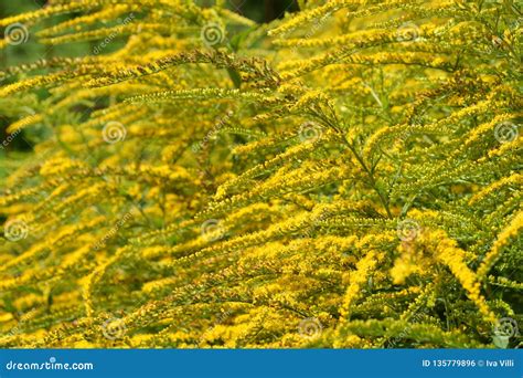 Tall goldenrod stock photo. Image of outdoors, leaf - 135779896