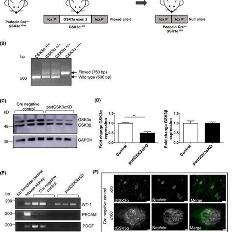 Generation Of Podocyte‐specific Gsk3α Knockdown Mice A Breeding